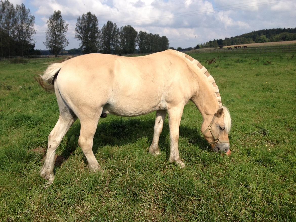 Fjordhest Milton (tidl. navn Claus) billede 50