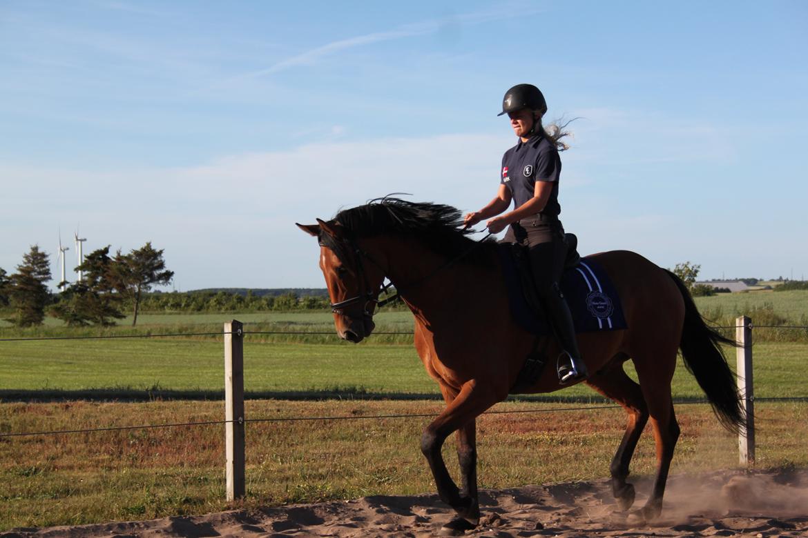 Dansk Varmblod Bakkegaarden's Chester billede 17