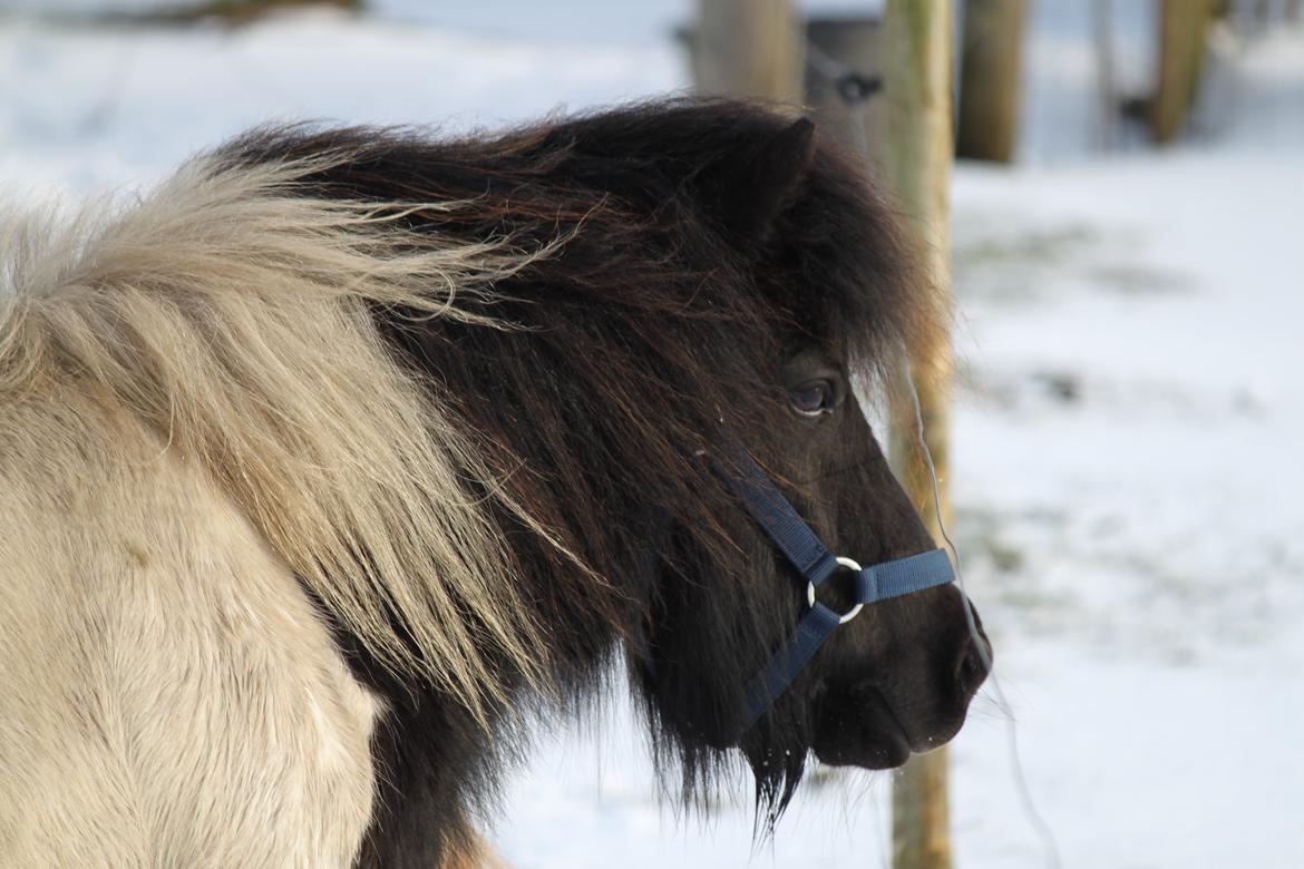 Shetlænder Vadehavets Fiona billede 7