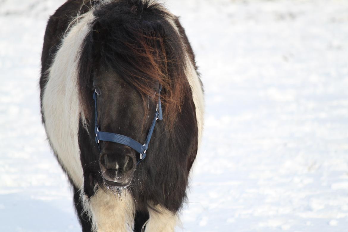 Shetlænder Vadehavets Fiona billede 6