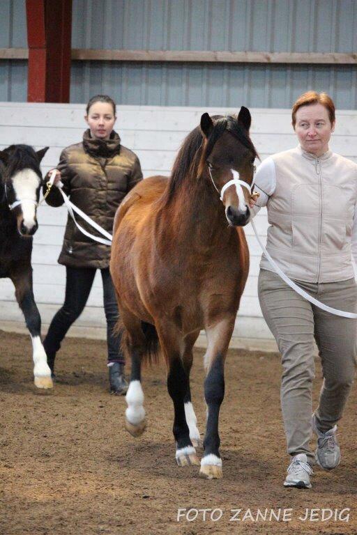 Welsh Mountain (sec A) Harvest Maistro billede 12