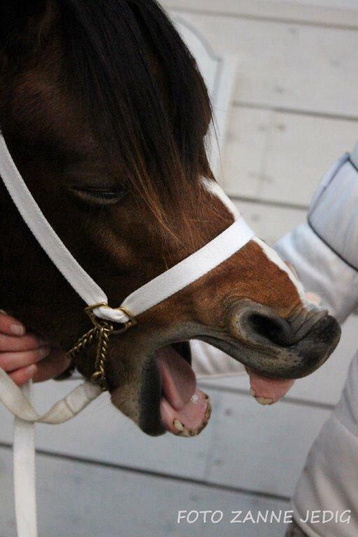 Welsh Mountain (sec A) Harvest Maistro billede 13