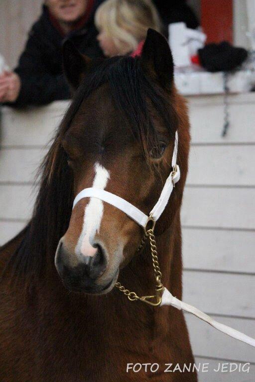 Welsh Mountain (sec A) Harvest Maistro billede 15