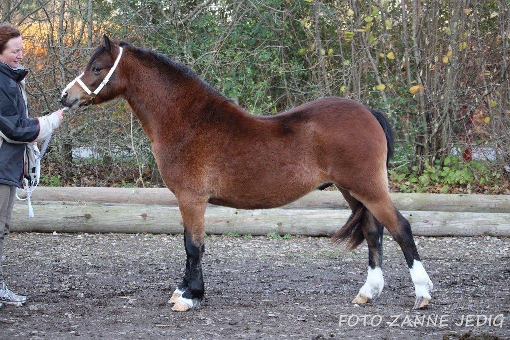 Welsh Mountain (sec A) Harvest Maistro billede 16