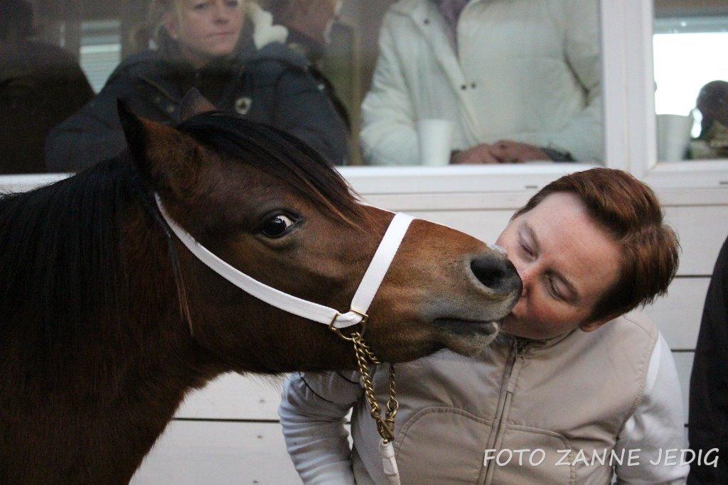 Welsh Mountain (sec A) Harvest Maistro billede 17