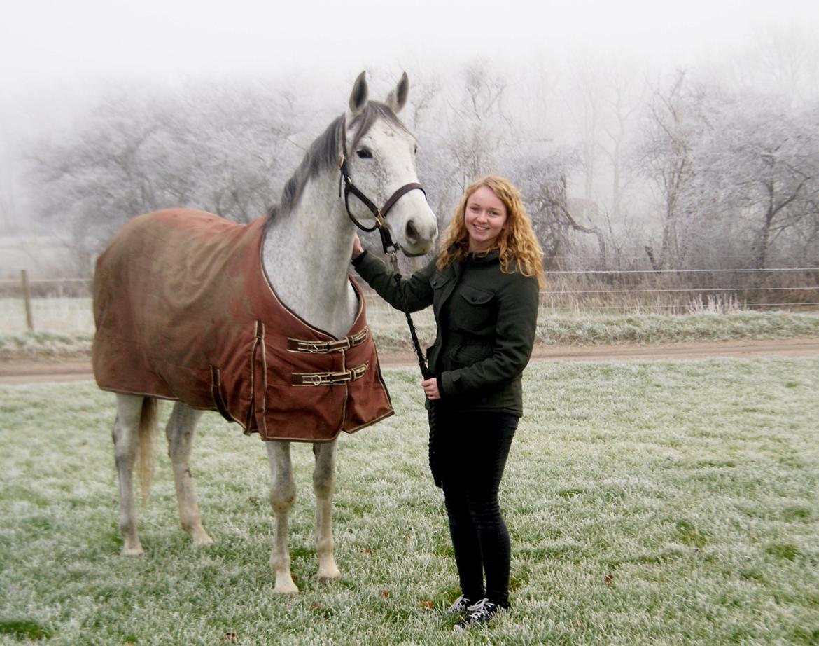 Anglo Araber (AA) Hedevangs Galilea - Januar 2015 - Godnat min skat billede 1