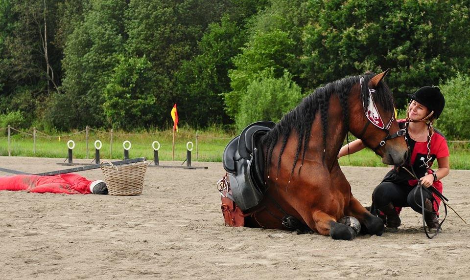 Anden særlig race IDO THE BANDIDO billede 19