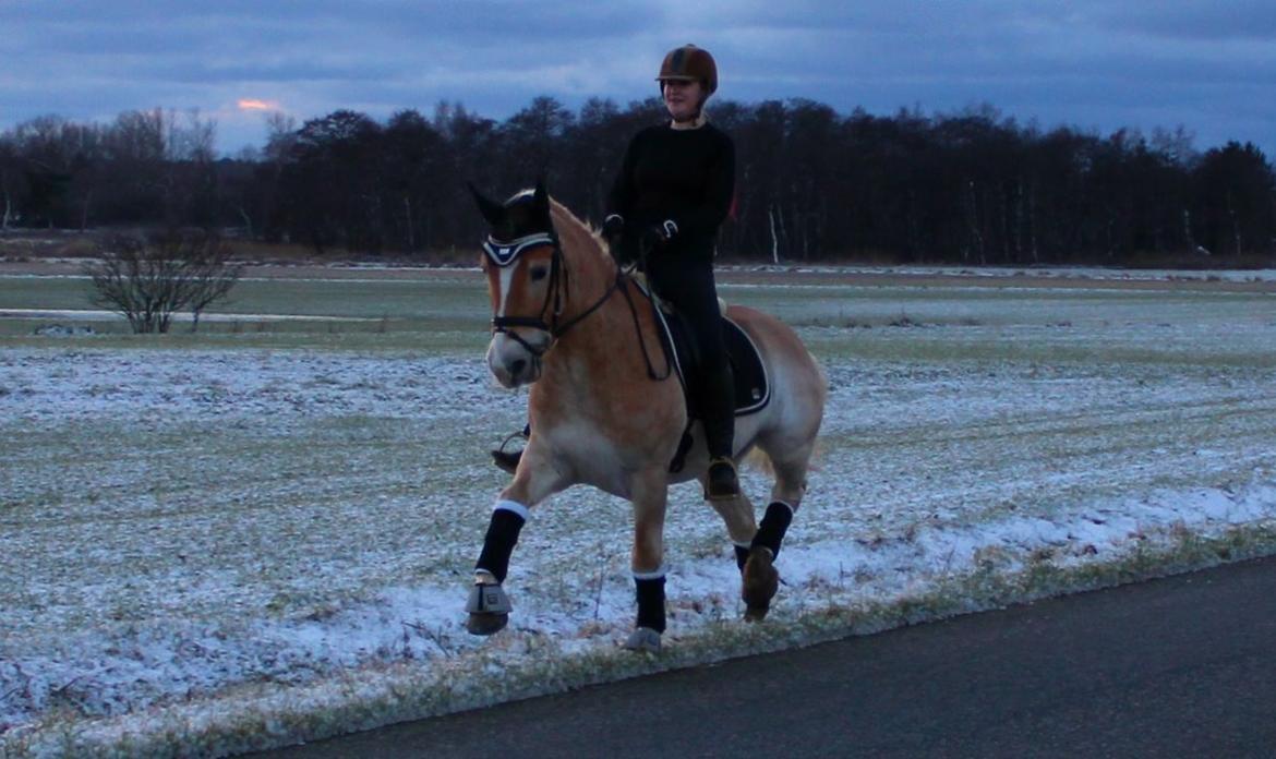 Tyroler Haflinger Elghuset's why not - Min lækre basse i årets første sne 2014 <3 billede 14