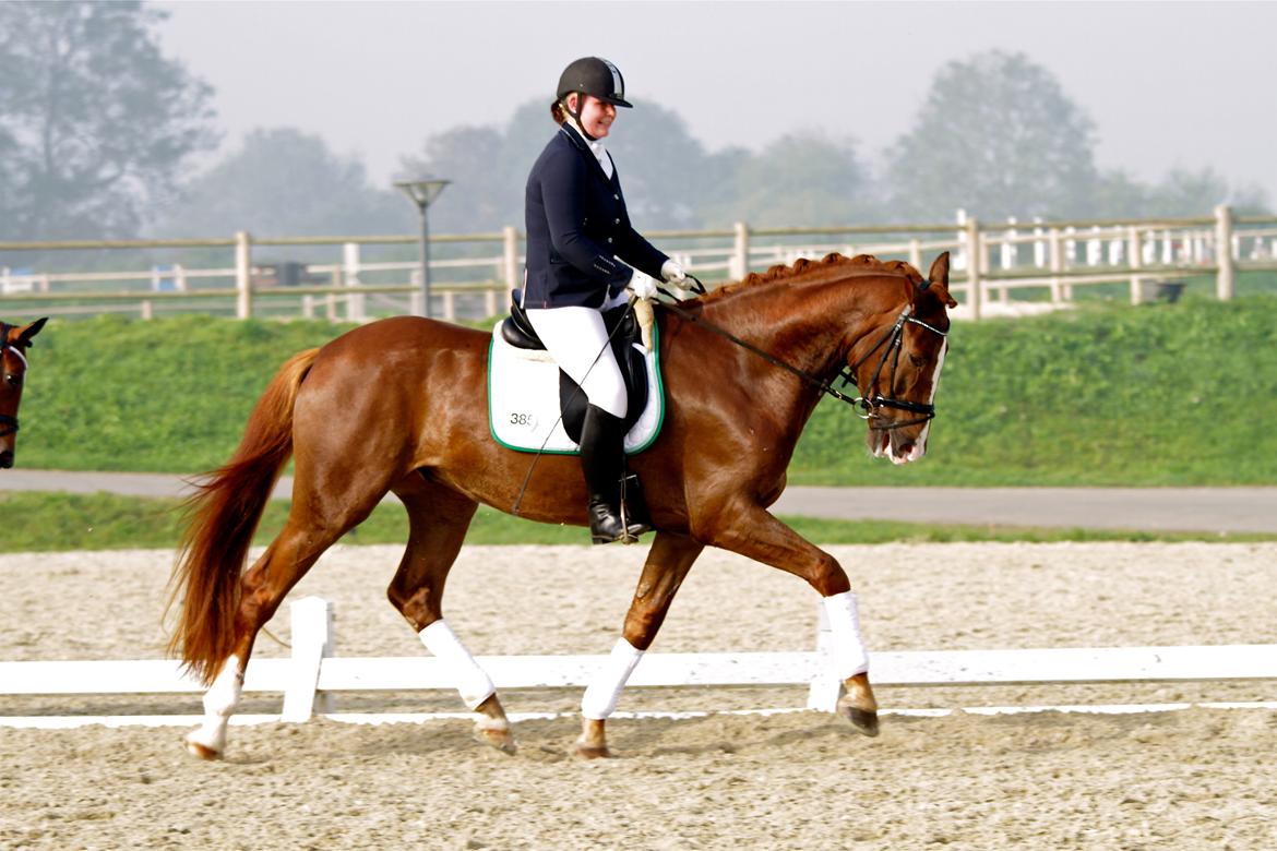 Dansk Varmblod Skovlund´s May-Dancer billede 13