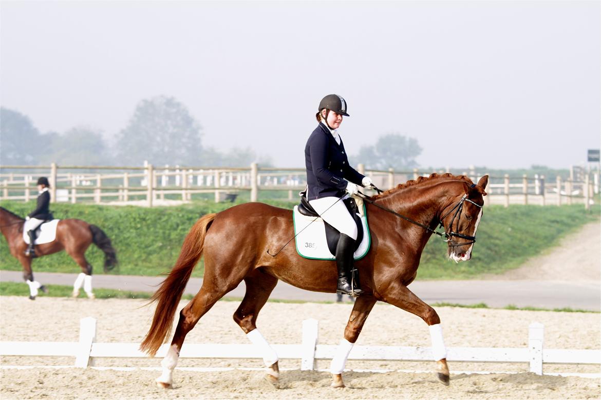 Dansk Varmblod Skovlund´s May-Dancer billede 12