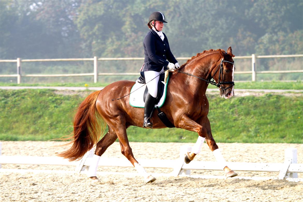 Dansk Varmblod Skovlund´s May-Dancer billede 1