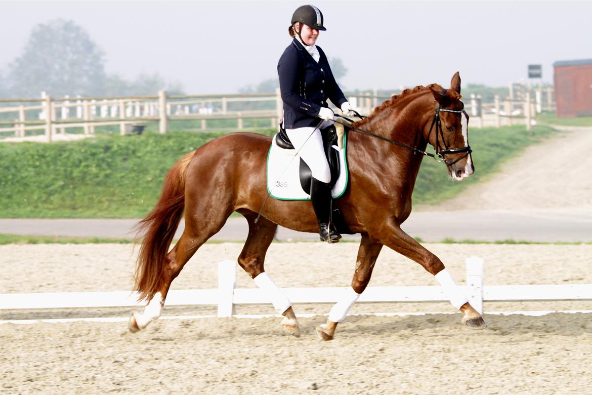 Dansk Varmblod Skovlund´s May-Dancer billede 14