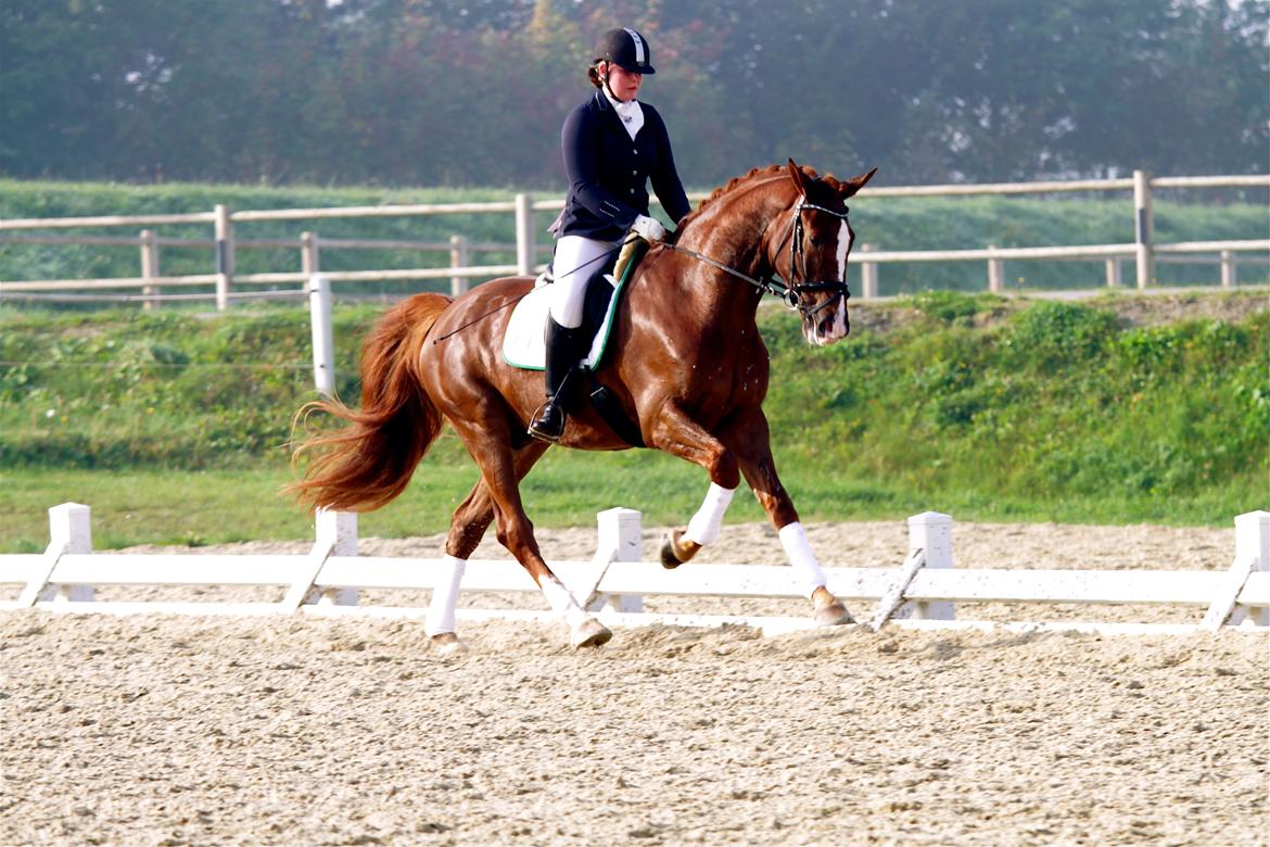 Dansk Varmblod Skovlund´s May-Dancer billede 15