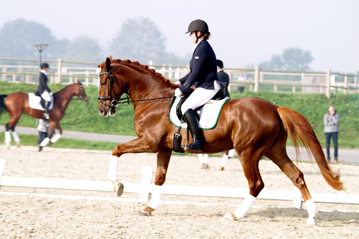 Dansk Varmblod Skovlund´s May-Dancer billede 17