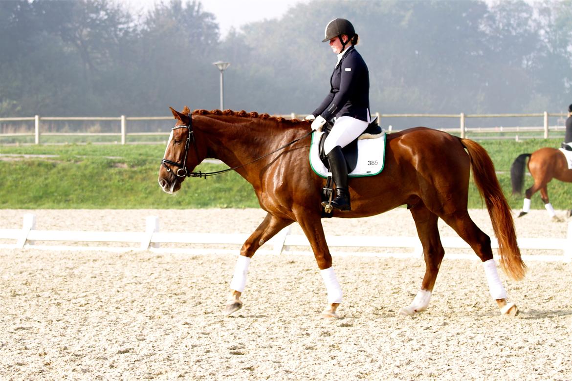 Dansk Varmblod Skovlund´s May-Dancer billede 18