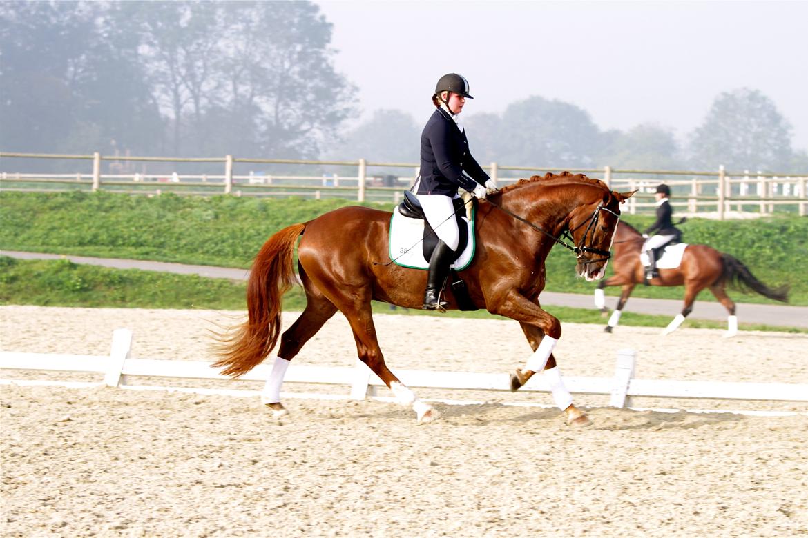 Dansk Varmblod Skovlund´s May-Dancer billede 16