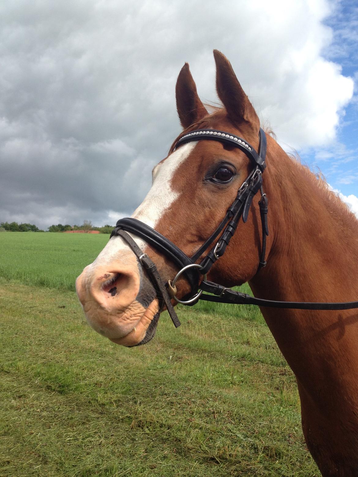 Arabisk fuldblod (OX) Lavina - min smukke dreng<3 billede 13