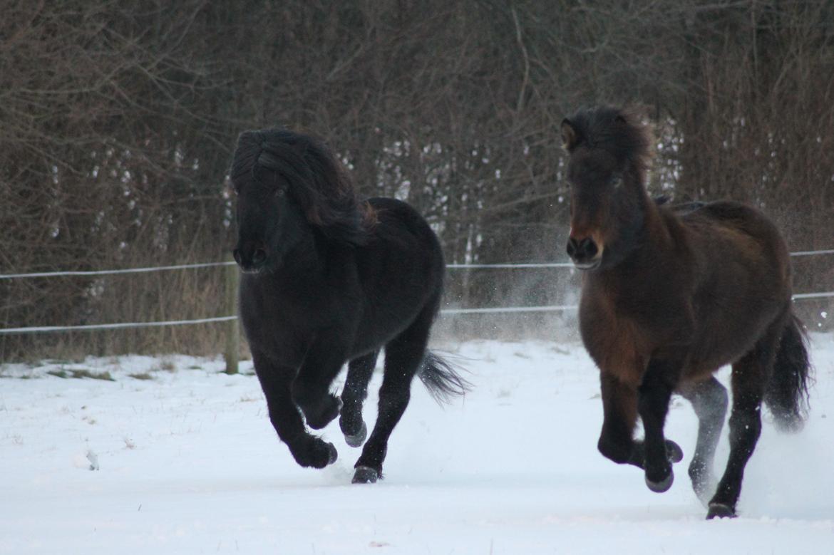 Islænder Eydis fra Valhalla billede 9