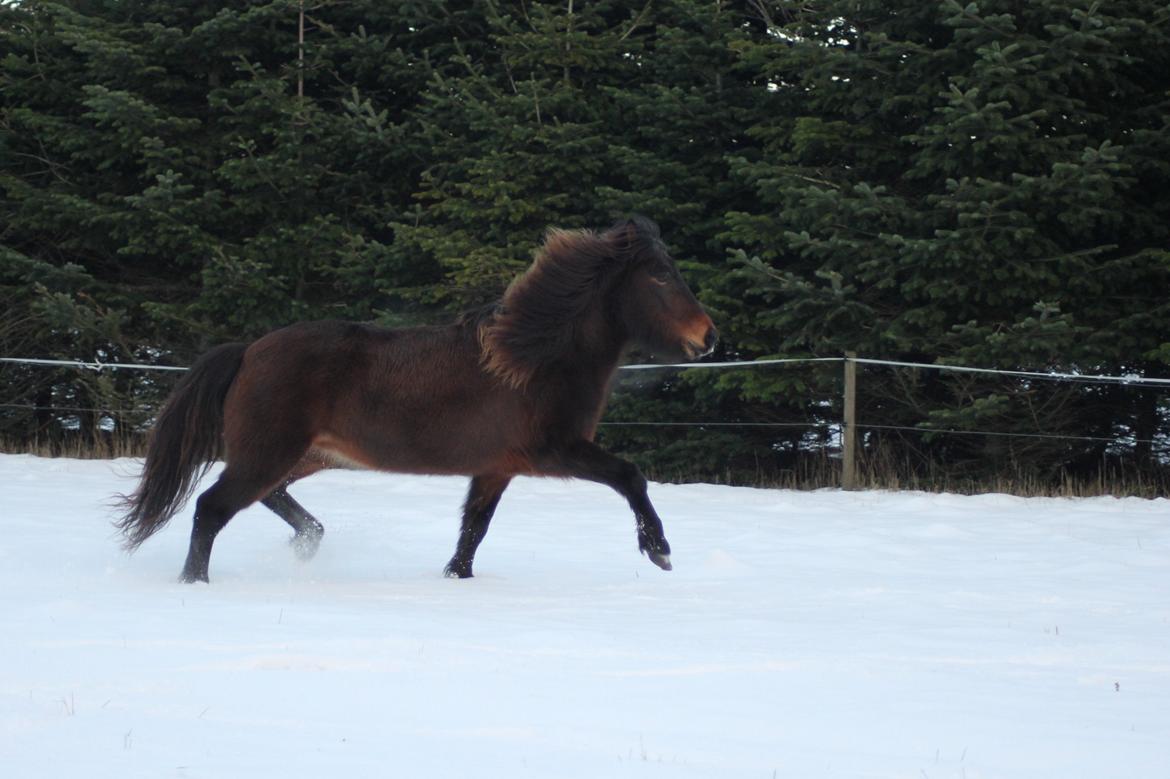 Islænder Eydis fra Valhalla billede 15