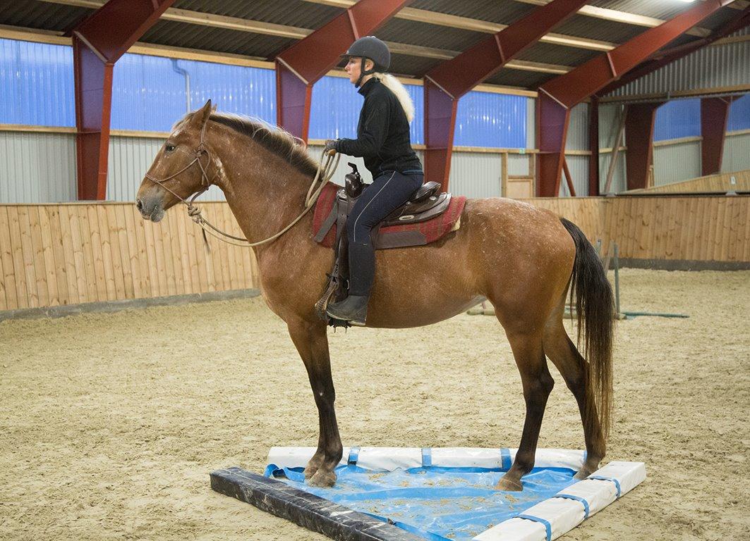 Knabstrupper Stald Buch's Texxa R.I.P billede 7