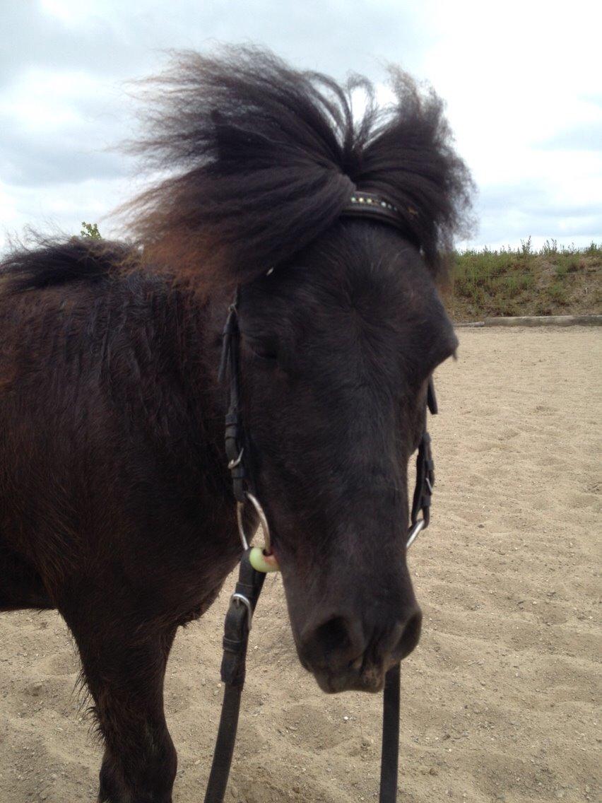 Shetlænder Lille Carl billede 9