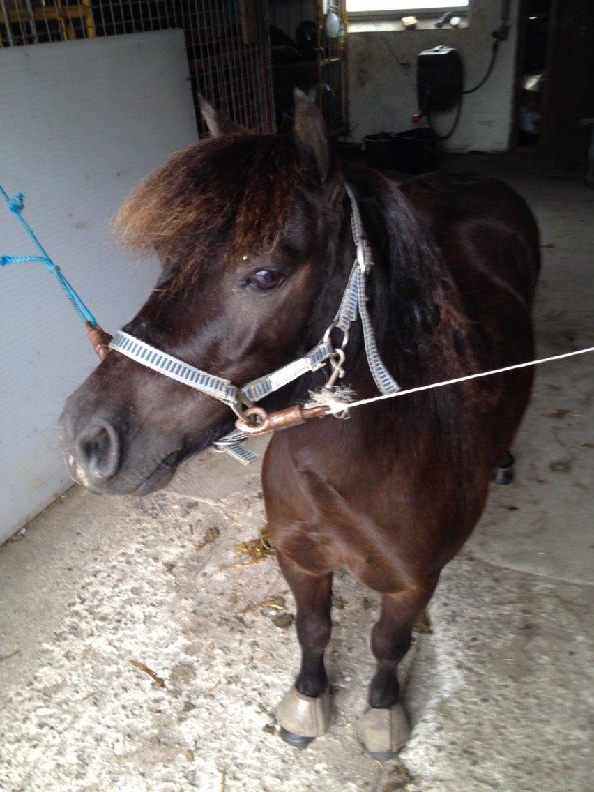 Shetlænder Lille Carl billede 8