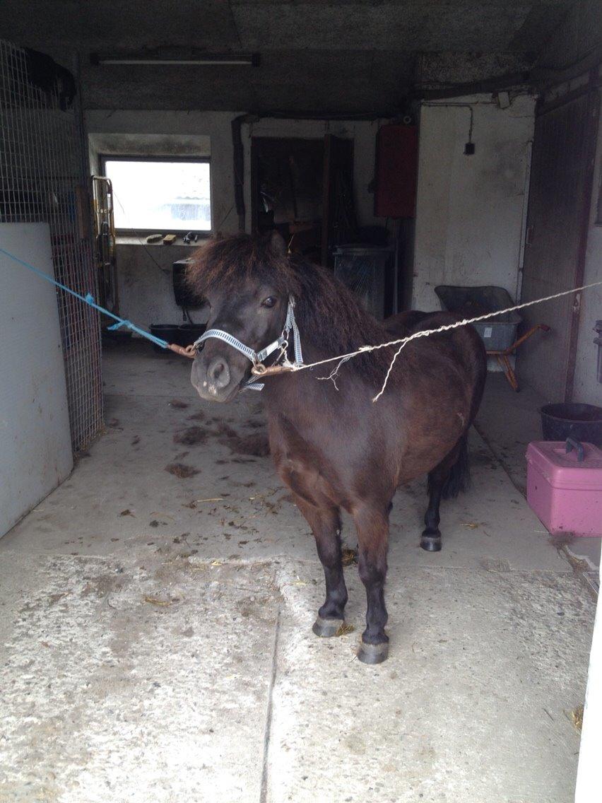 Shetlænder Lille Carl billede 11