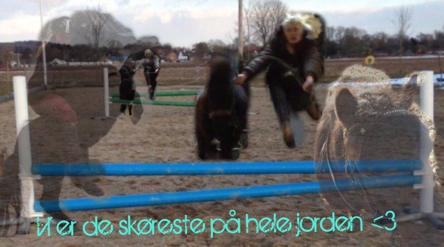 Shetlænder Lille Carl billede 13