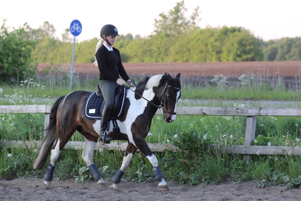 Pinto strøgaardens MR.Jones - jaa den lille pony kan også dressur ;-) billede 23
