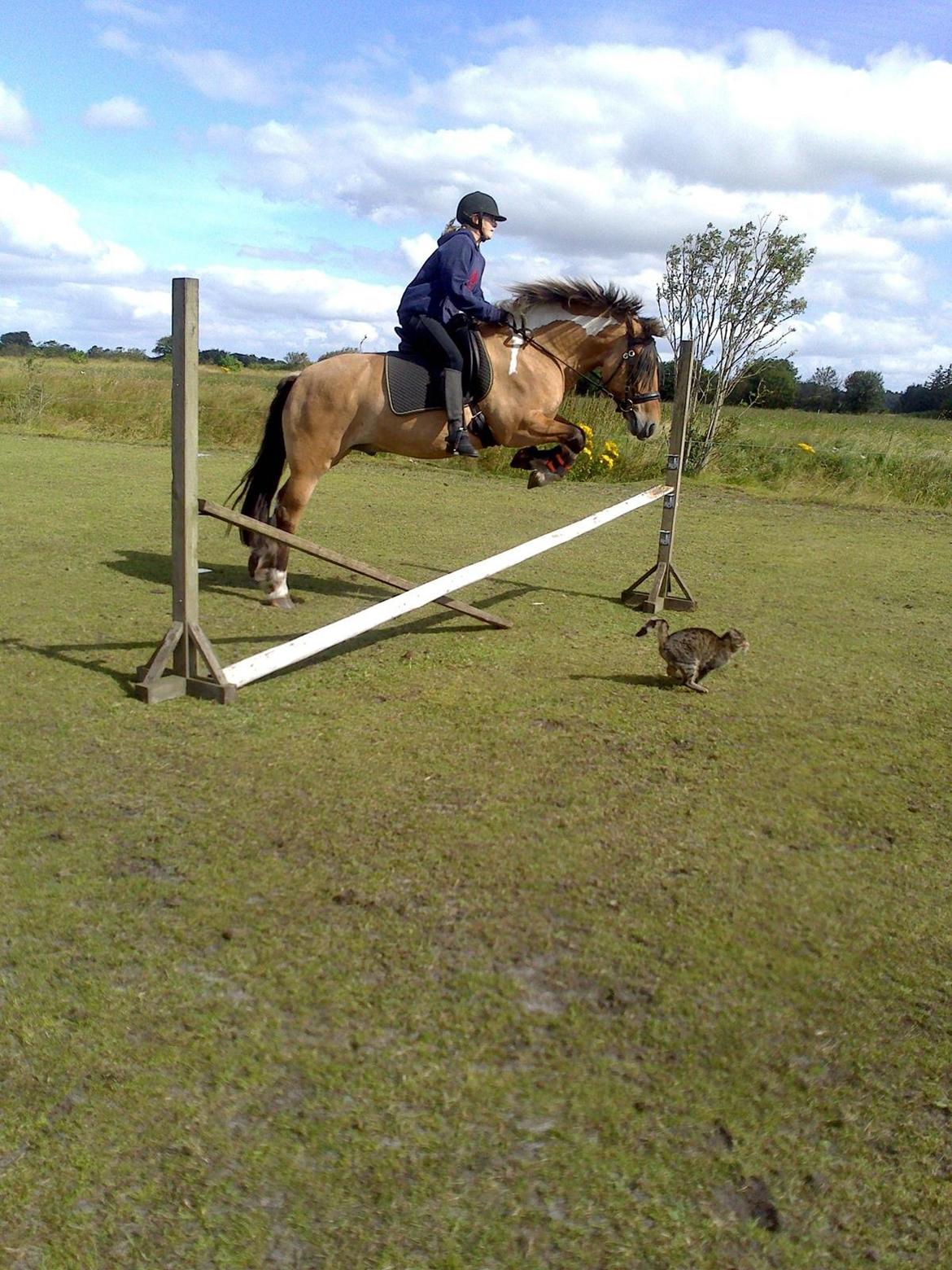 Anden særlig race B.S billede 19