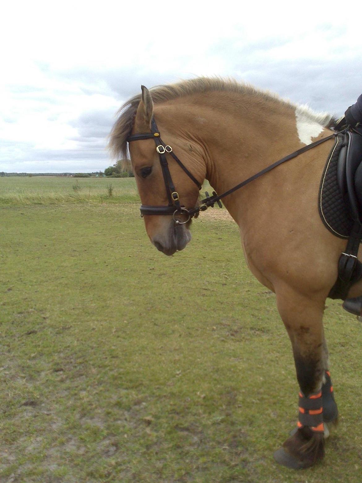 Anden særlig race B.S billede 20