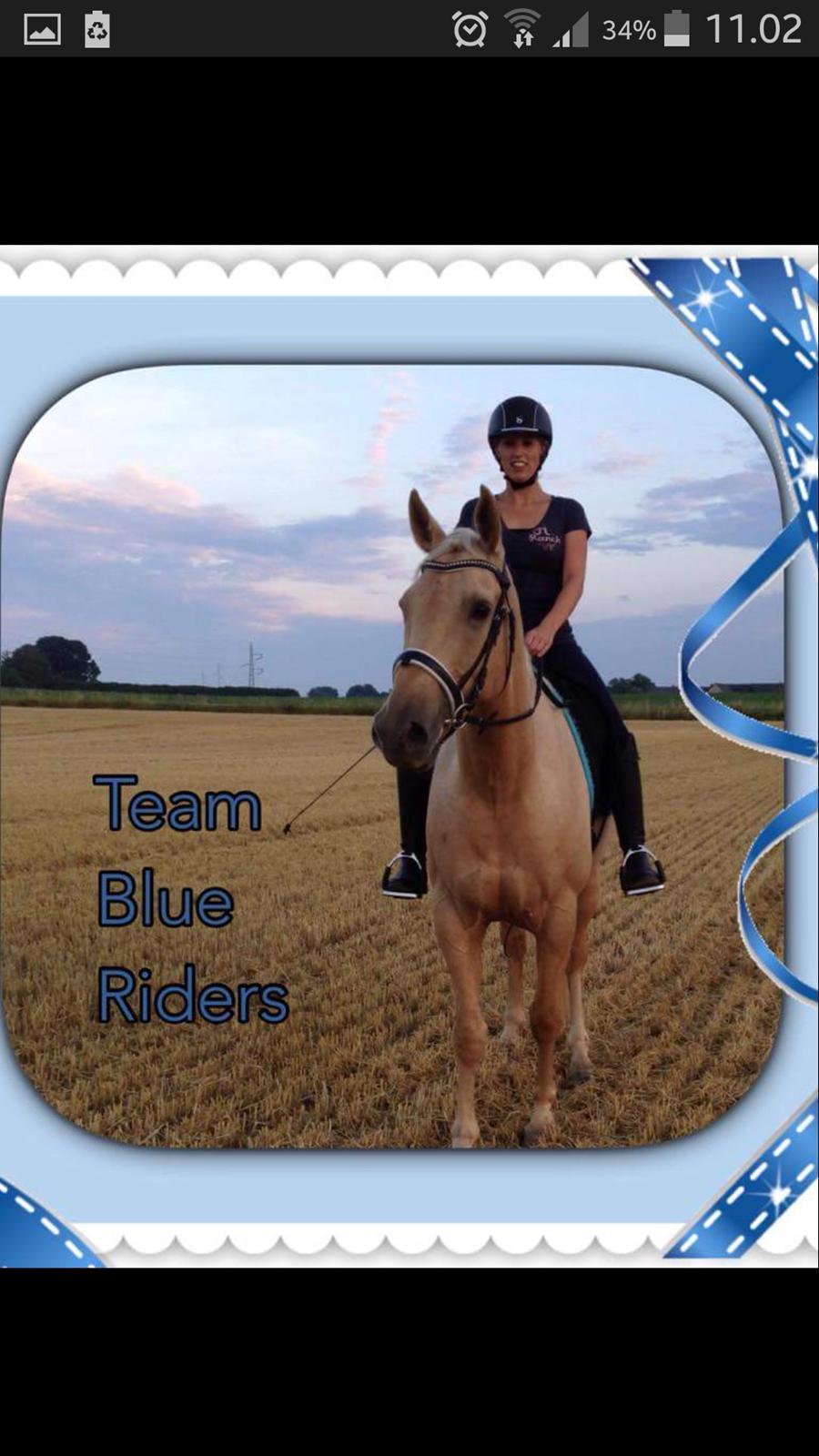 Palomino Felix billede 10