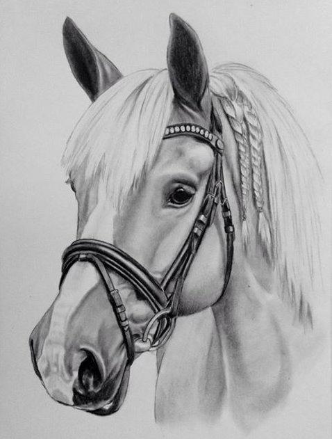 Haflinger Grynet (Kaldes Gry) - Min tegning af Gry.. <3 billede 13