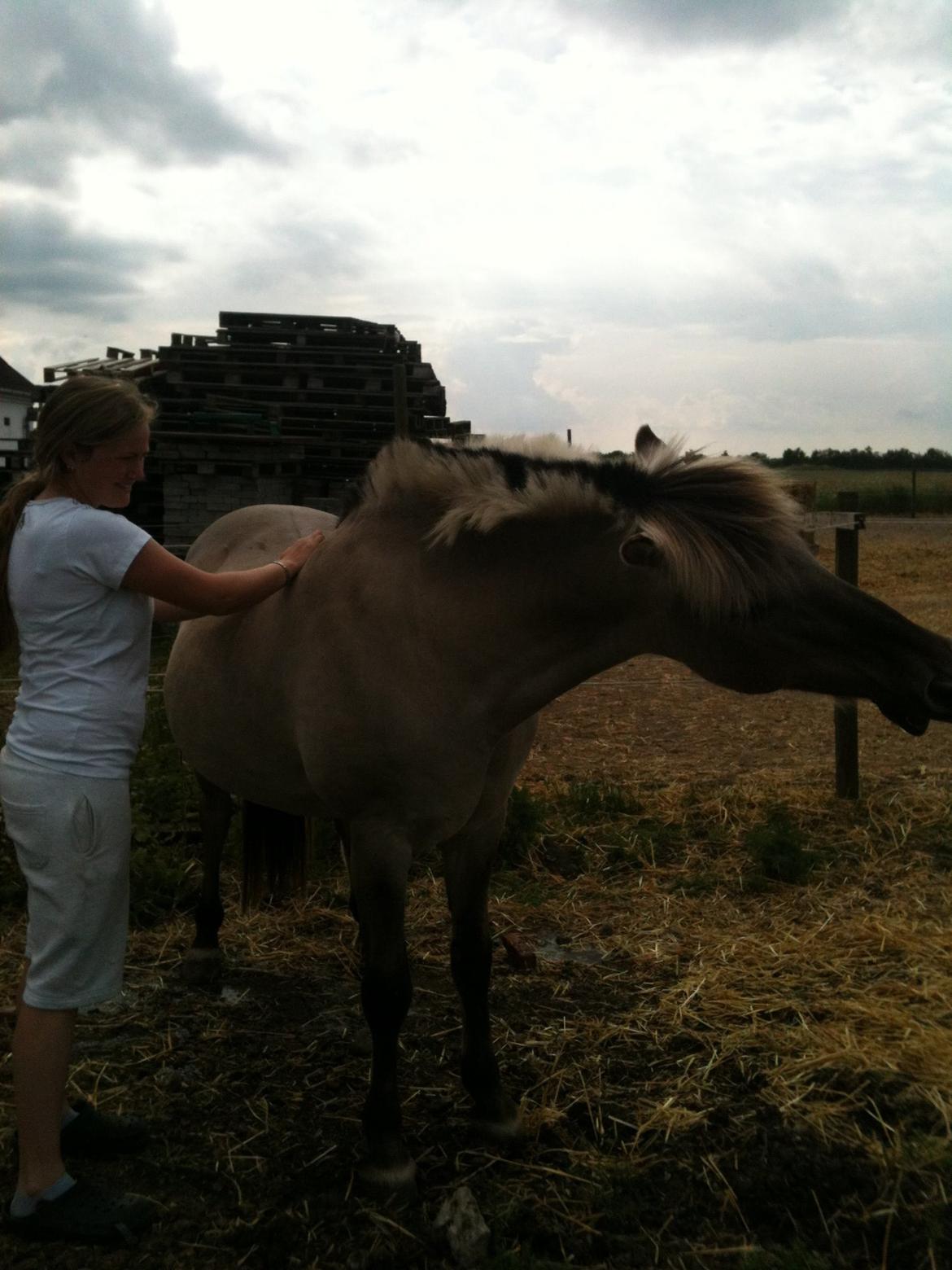 Fjordhest Haavaniko [avlshingst] billede 13