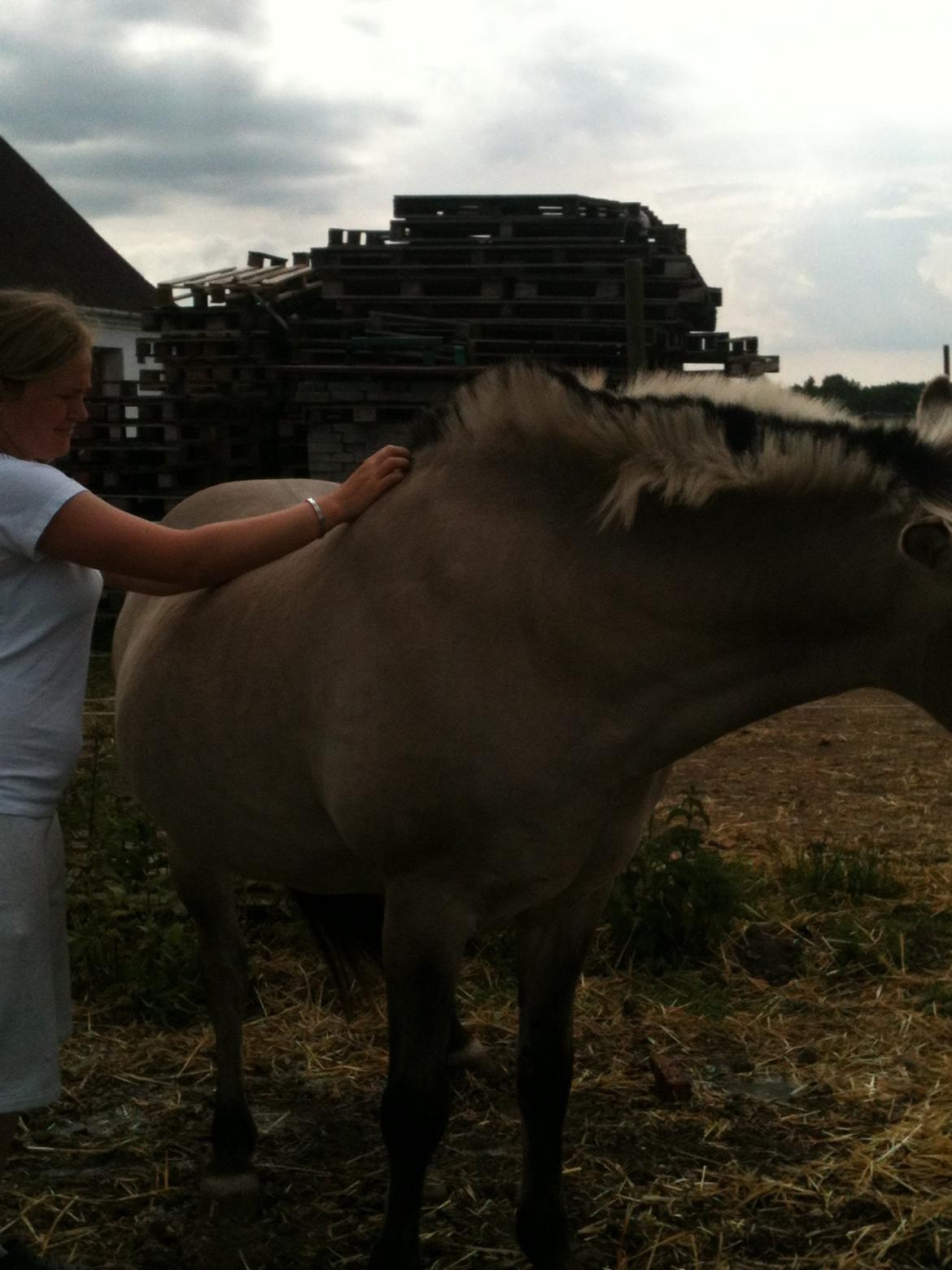 Fjordhest Haavaniko [avlshingst] billede 14