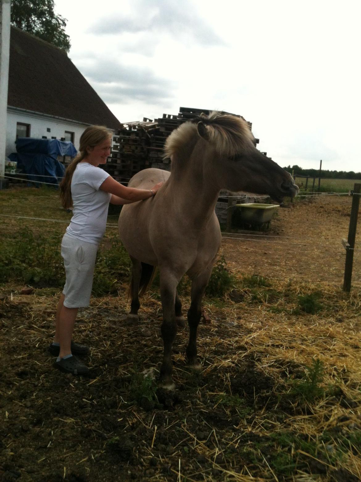 Fjordhest Haavaniko [avlshingst] billede 15