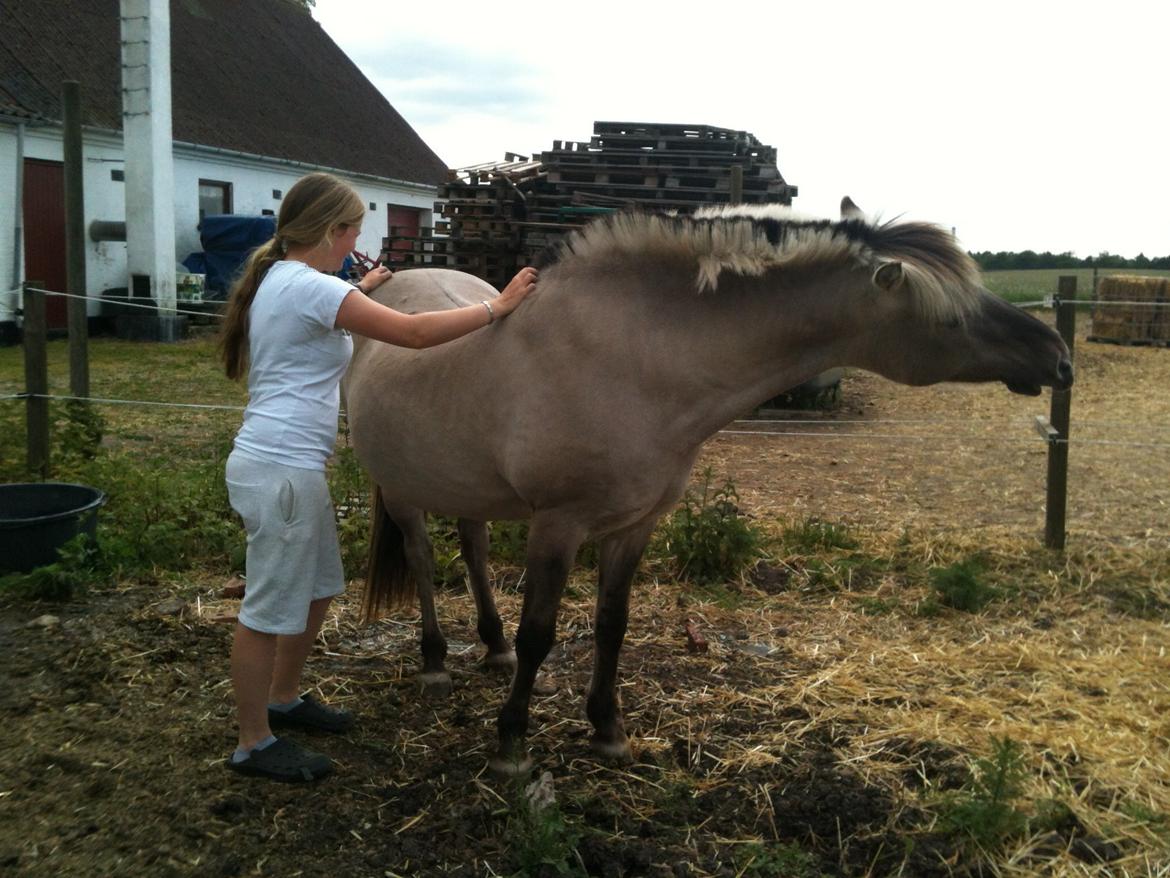 Fjordhest Haavaniko [avlshingst] billede 16