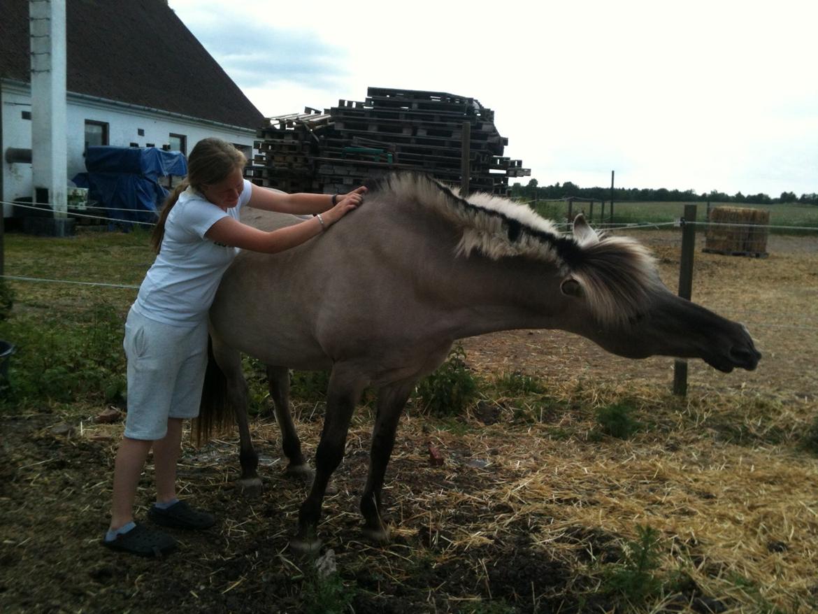 Fjordhest Haavaniko [avlshingst] billede 17