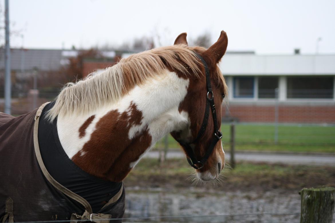 Anden særlig race Olivar - Solgt - D. 14/11-2010 billede 31