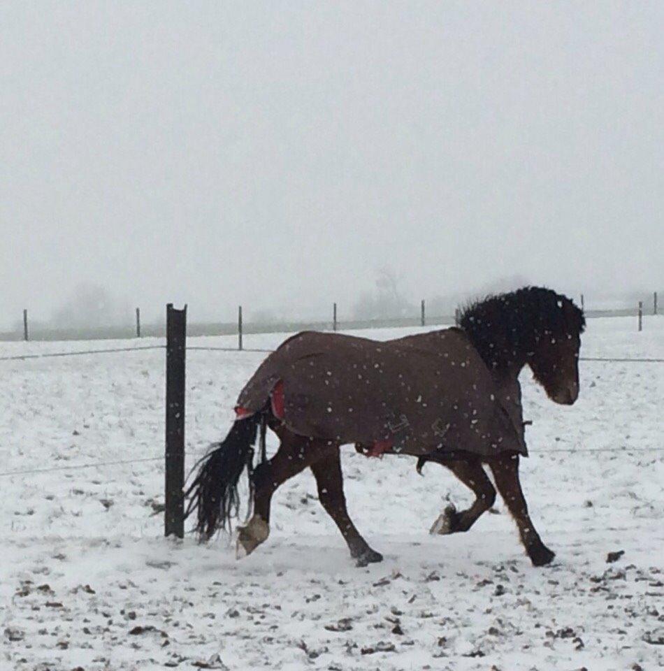 Welsh Pony af Cob-type (sec C) Gribsvads Mango billede 18