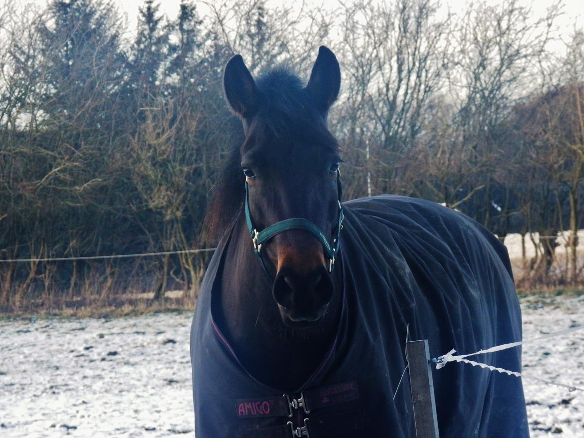 Pura Raza Española Stald Skou Hilda El Bayo, Solgt billede 18