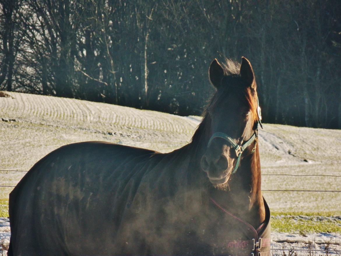 Pura Raza Española Stald Skou Desbocada YC SOLGT - 29/1-2015 billede 14