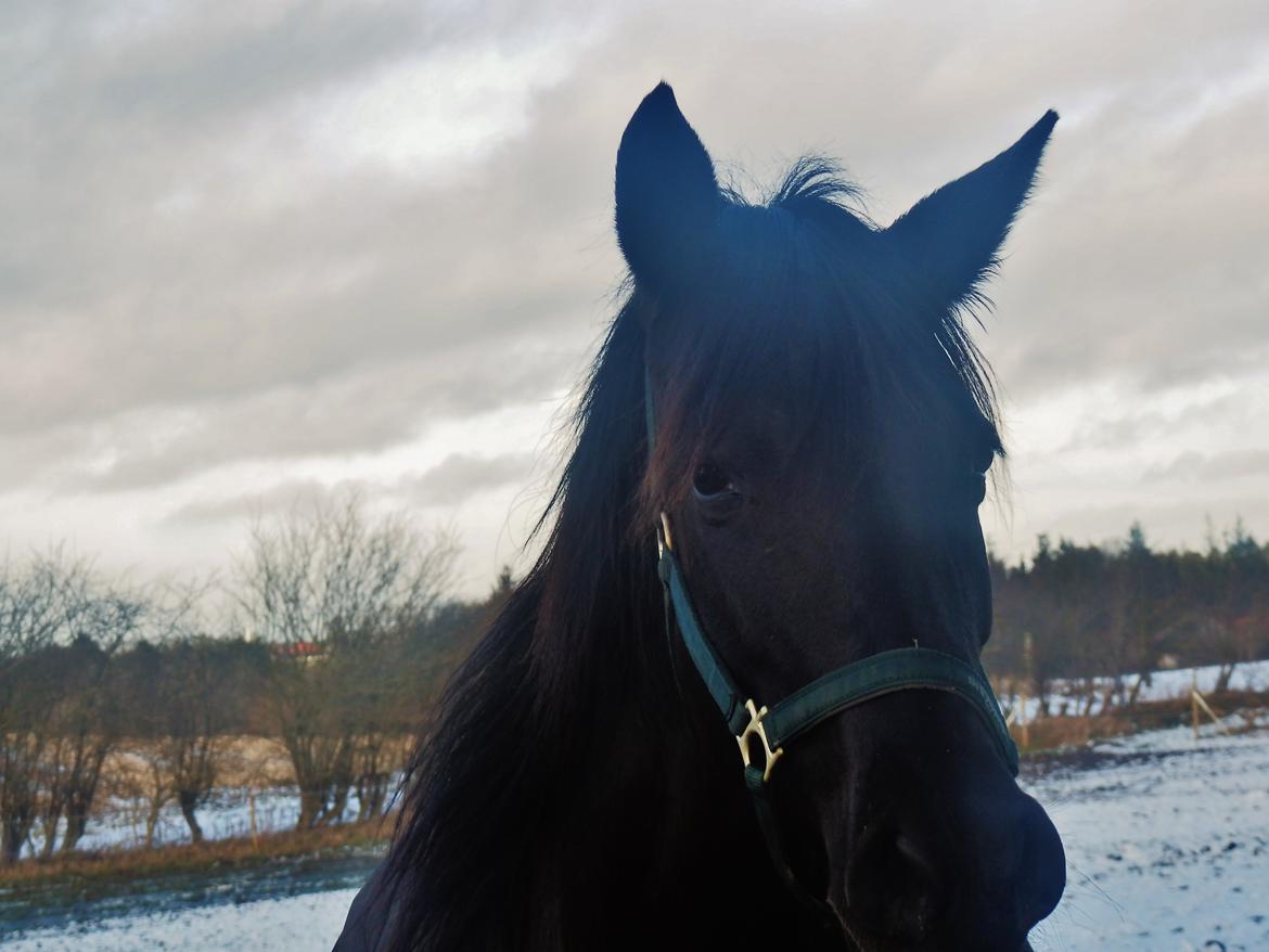 Pura Raza Española Stald Skou Desbocada YC SOLGT billede 23