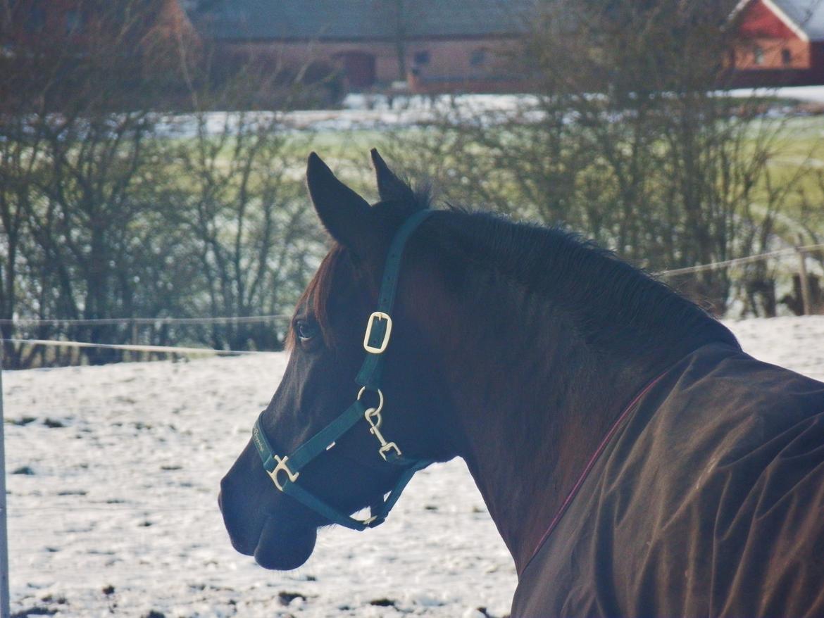 Pura Raza Española Stald Skou Desbocada YC SOLGT billede 19