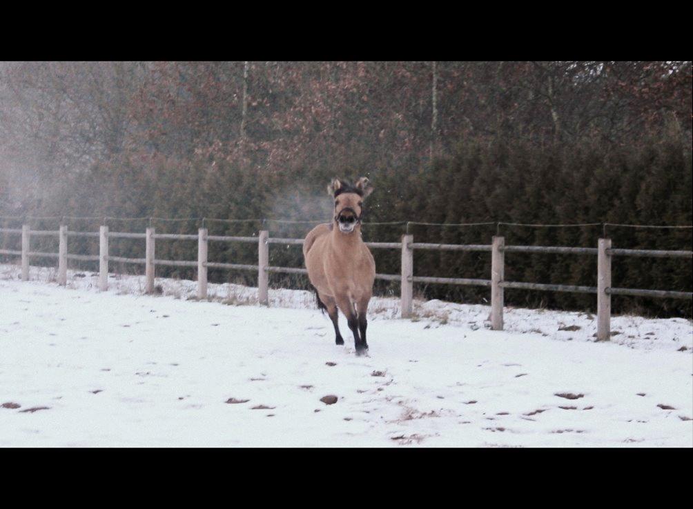 Anden særlig race Silke billede 16