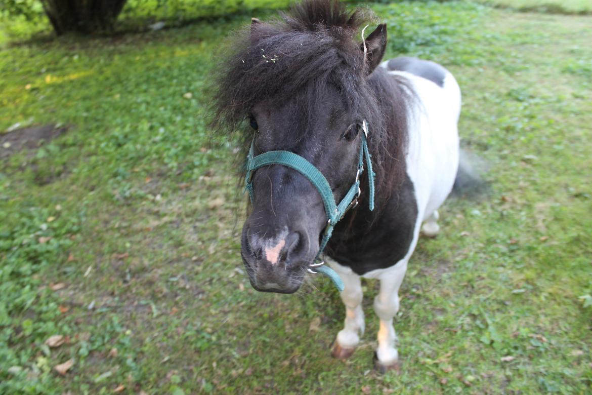 Shetlænder Buller billede 11