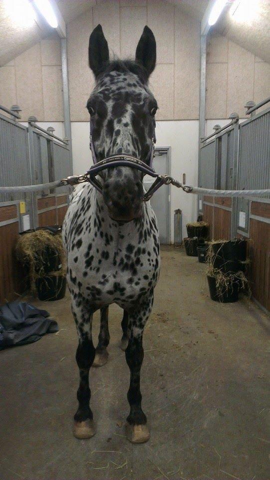 Knabstrupper P.T. Maximus - Da jeg var på besøg hos ham November 2014 og jeg er total genkendt... billede 5