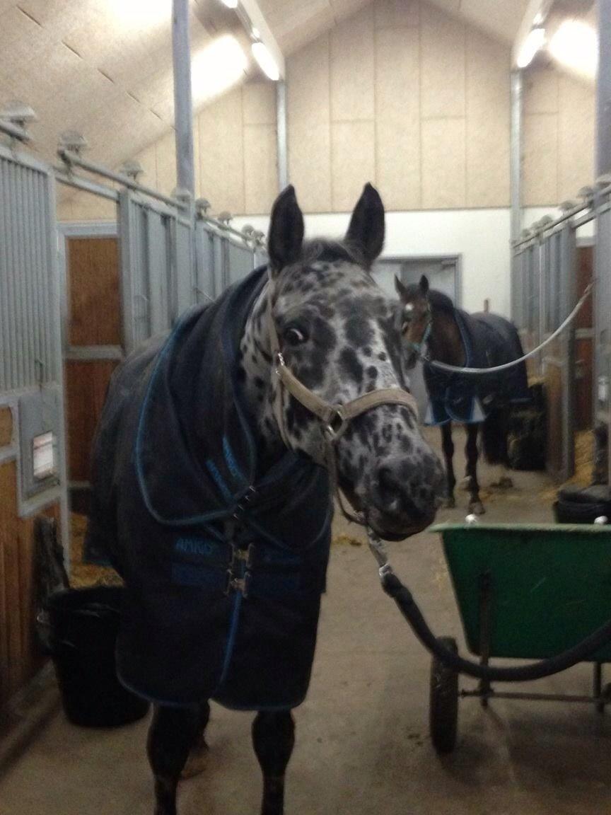 Knabstrupper P.T. Maximus - Billede jeg modtog fra Lolland, første gang jeg så ham siden 2012, det var i November 2014 billedet er taget.. billede 8