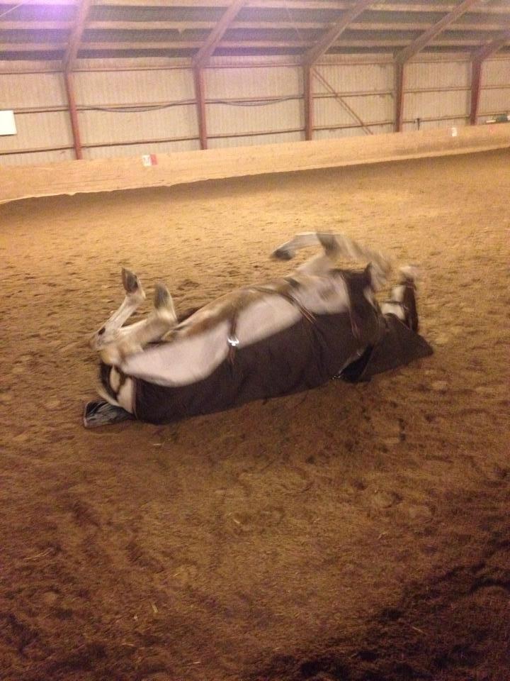 Pinto PePitto - Petti<3 - det er nu lidt dejligt<3 billede 5