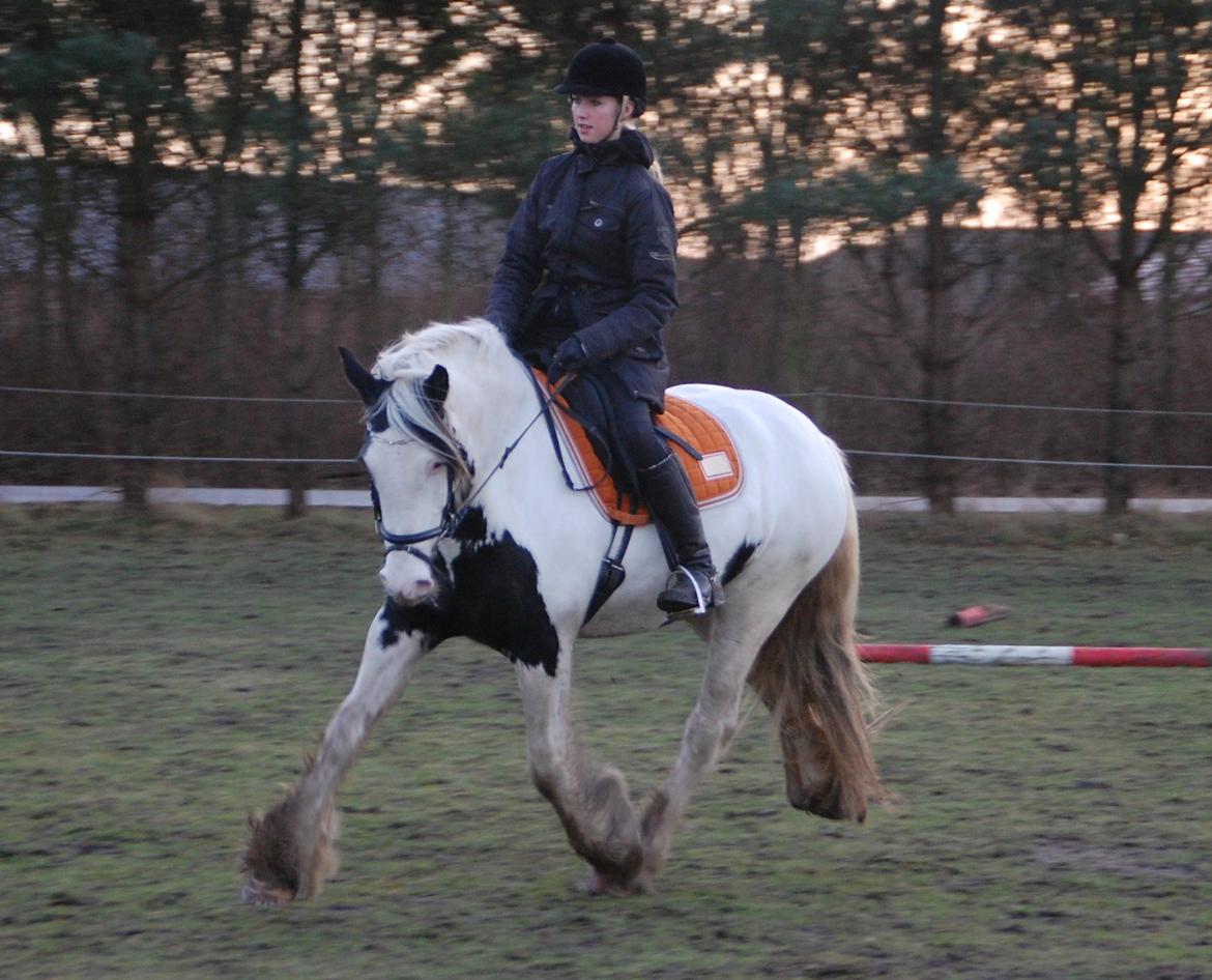 Tinker Hauge's Aileen [Ko] - Rytter: Maria Høst Jensen.. - 4 år billede 22